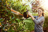 WORX WG261 20V (2.0Ah) Power Share 20-inch Cordless Hedge Trimmer, Battery and Charger included